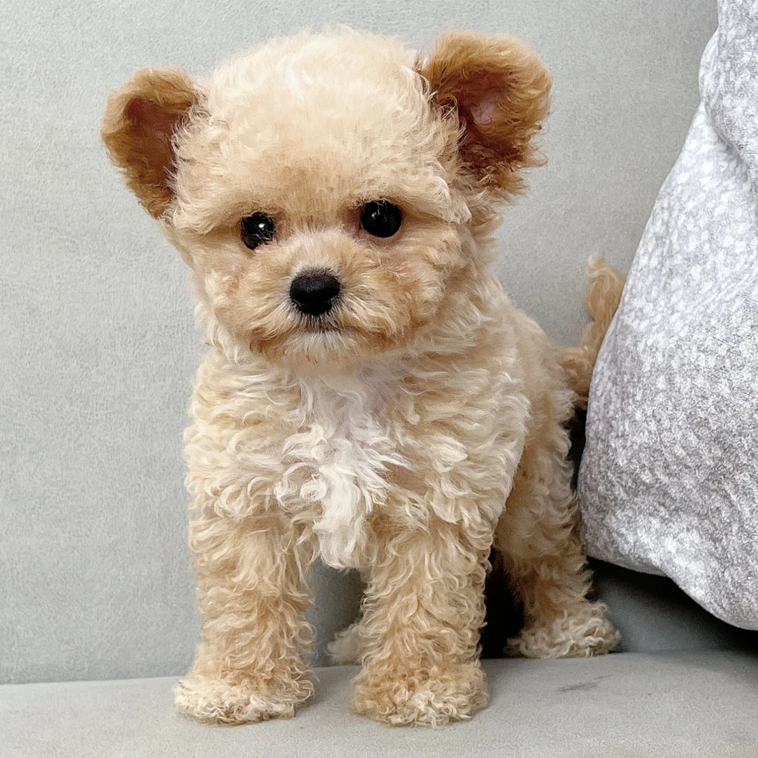 【笑脸萌宠】聪明温顺可爱泰迪熊小狗宠物狗活体幼犬泰迪贵宾犬