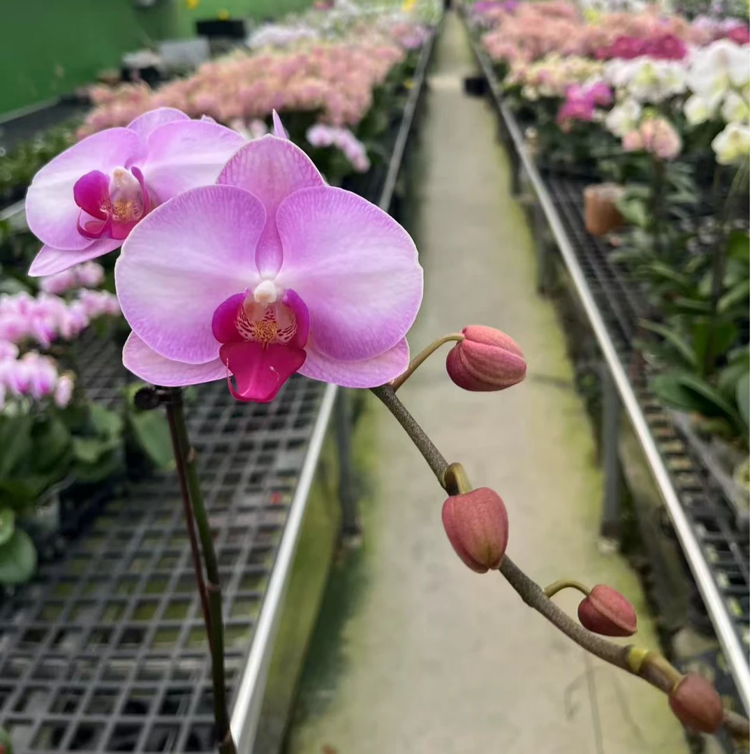 【牛记婚纱】3.0寸杯 粉色系大花型 室内花卉 高品质精品蝴蝶兰
