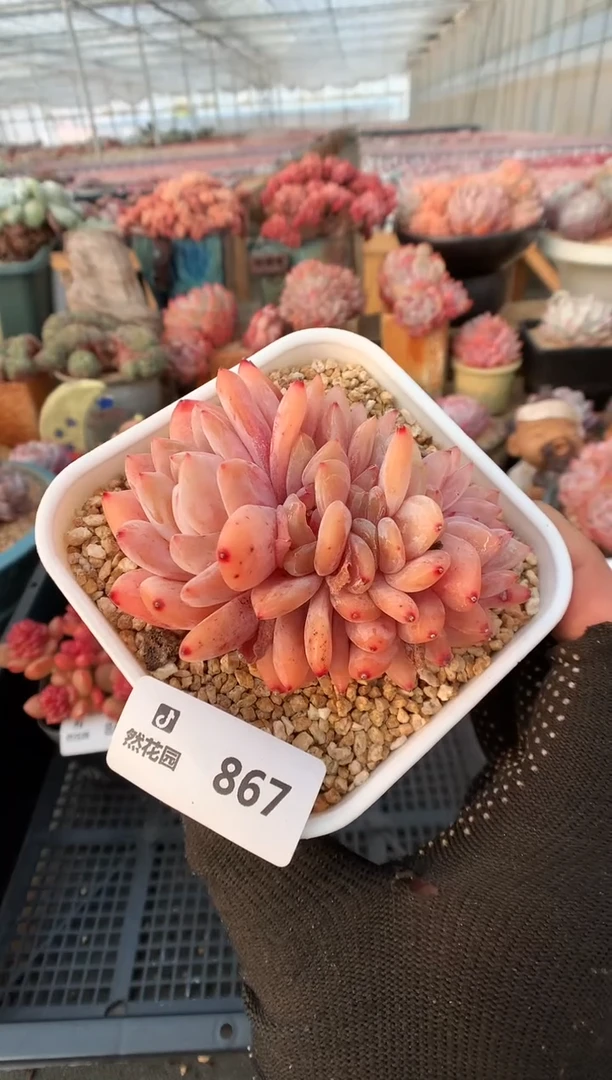 【闪购商品】867雪天使缀一物一拍