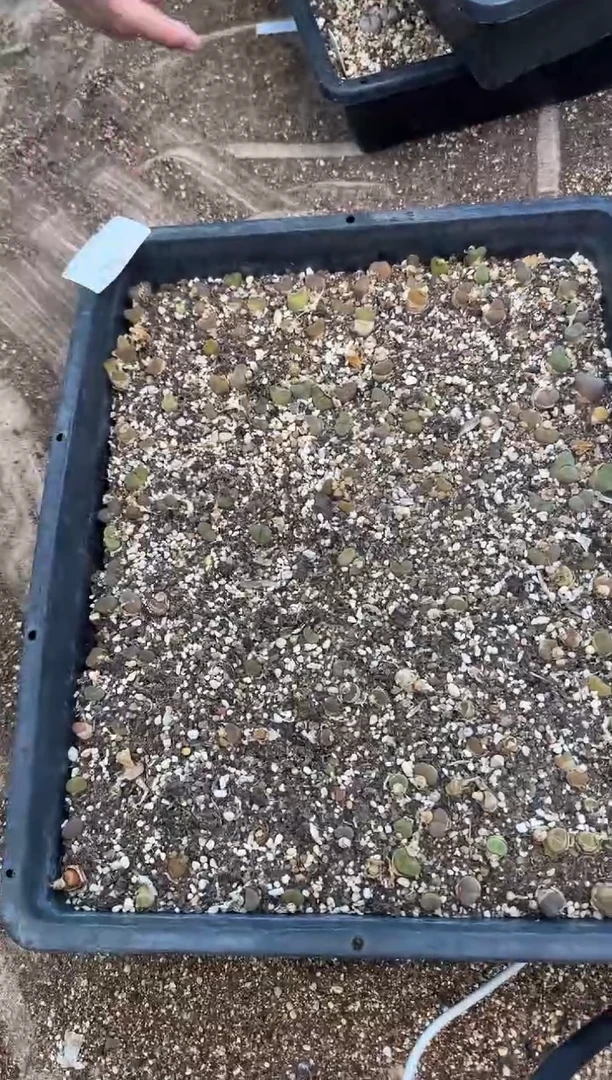 10-578多肉植物肉锥