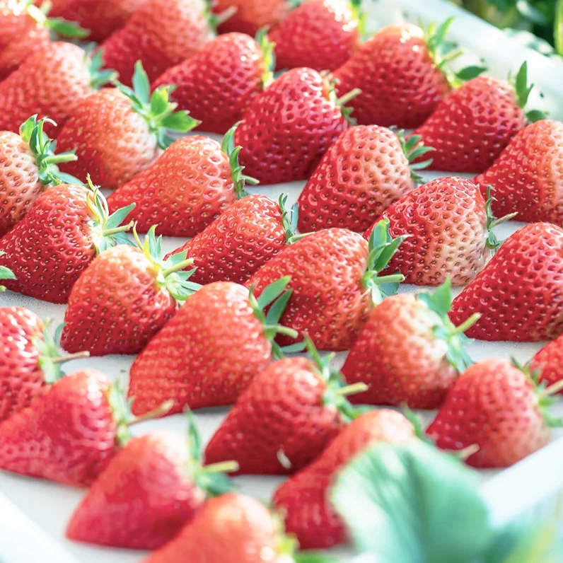 本地鲜草莓 自然生长 口感细腻 果香浓郁