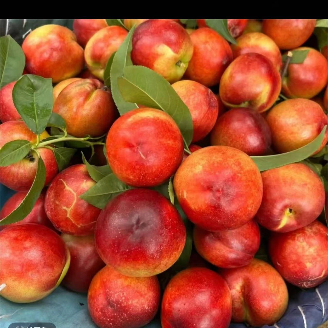 湖北油桃无毛桃子应季露天水果新鲜脆甜产地直发