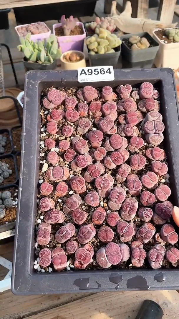 【闪购商品】9564直播一物一拍