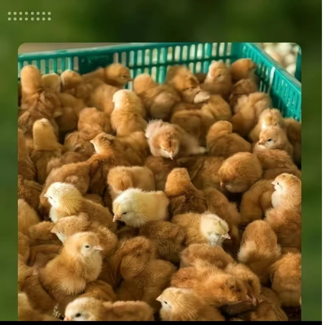宠物鸡三黄鸡包邮到家