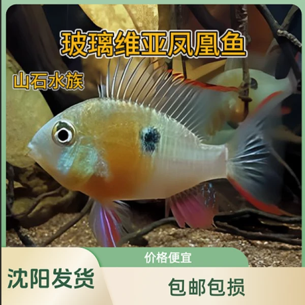 玻利维亚凤凰鱼热带鱼短鲷鱼饲养简单 皮实好养水族