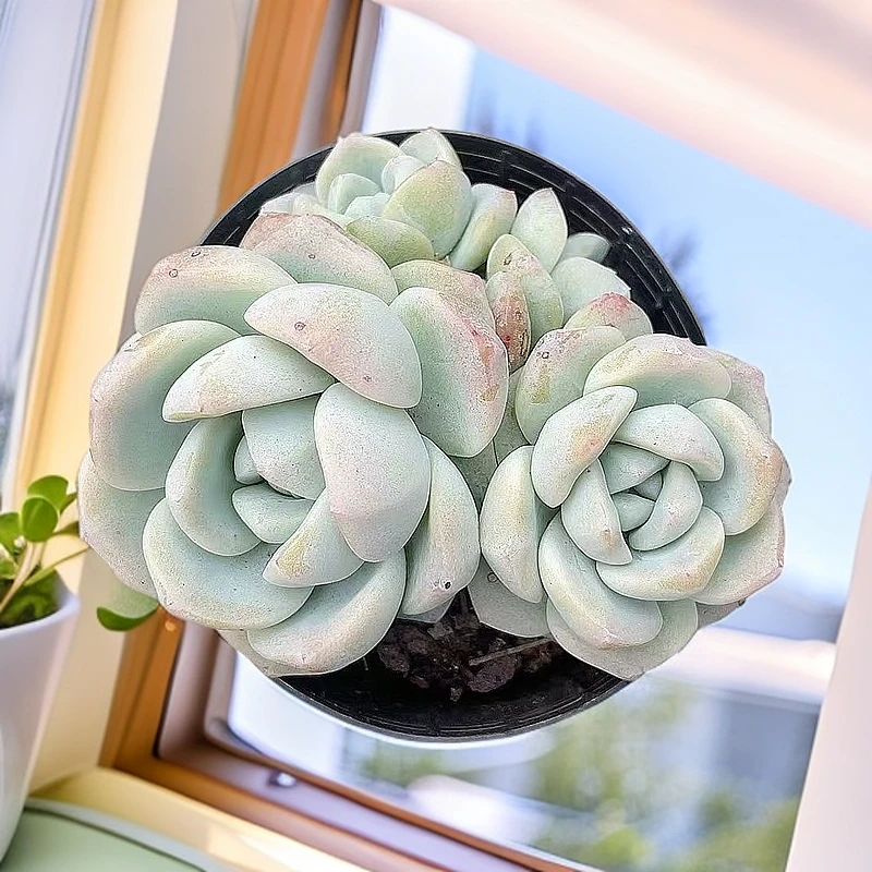 （冰玉多头)  【满9.9包邮】 多肉阳台植物