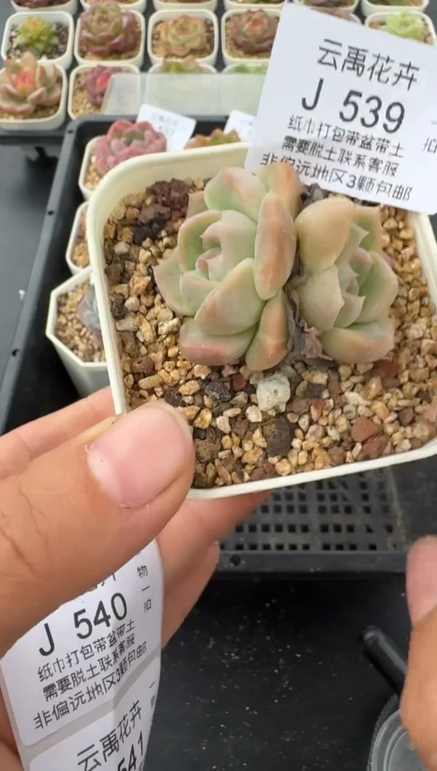 539J云禹多肉植物 带盆土纸巾打包 当天拍3颗包邮