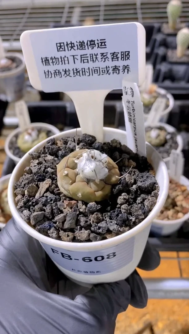 【闪购商品】冬云FB-608