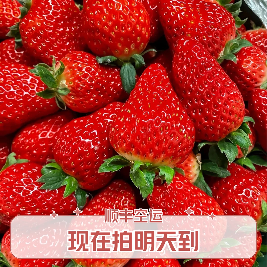 【现摘现发】99红颜奶油草莓 新鲜采摘 孕妇水果 8分甜2分奶油香