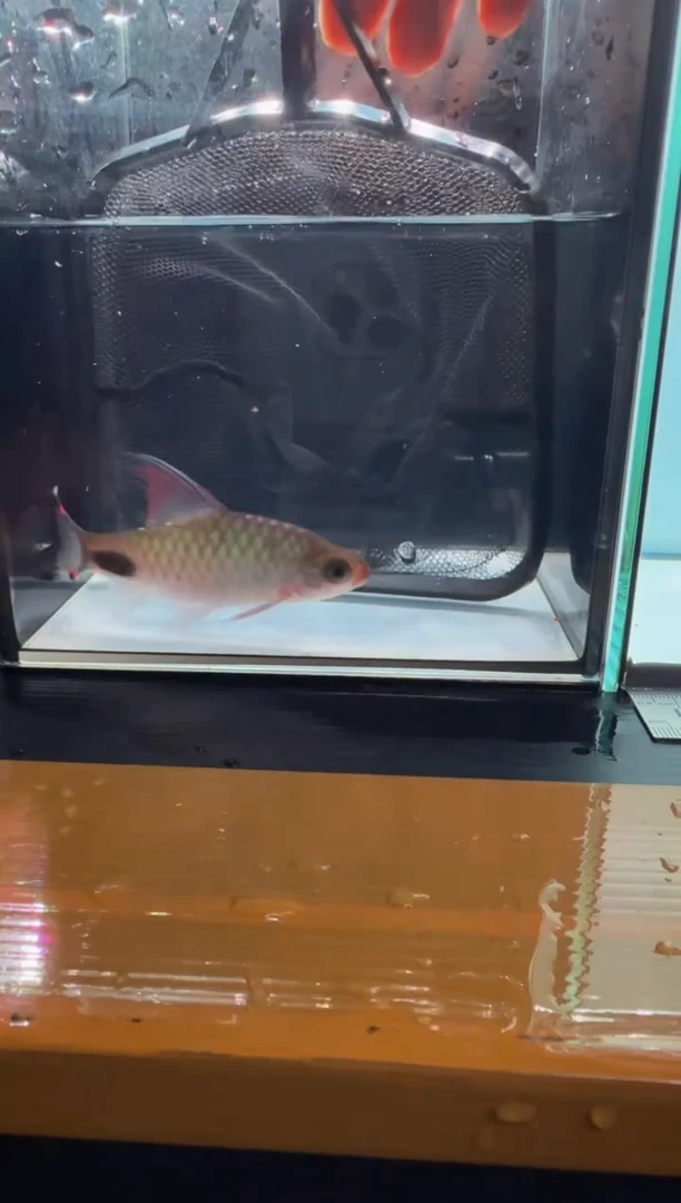 海水鱼红线杂1111