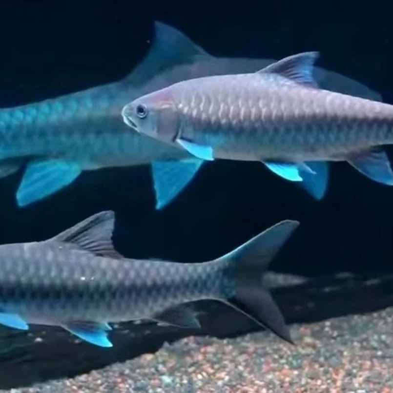 【看鱼挑鱼勿私拍】蓝界蓝吉罗原生观赏鱼