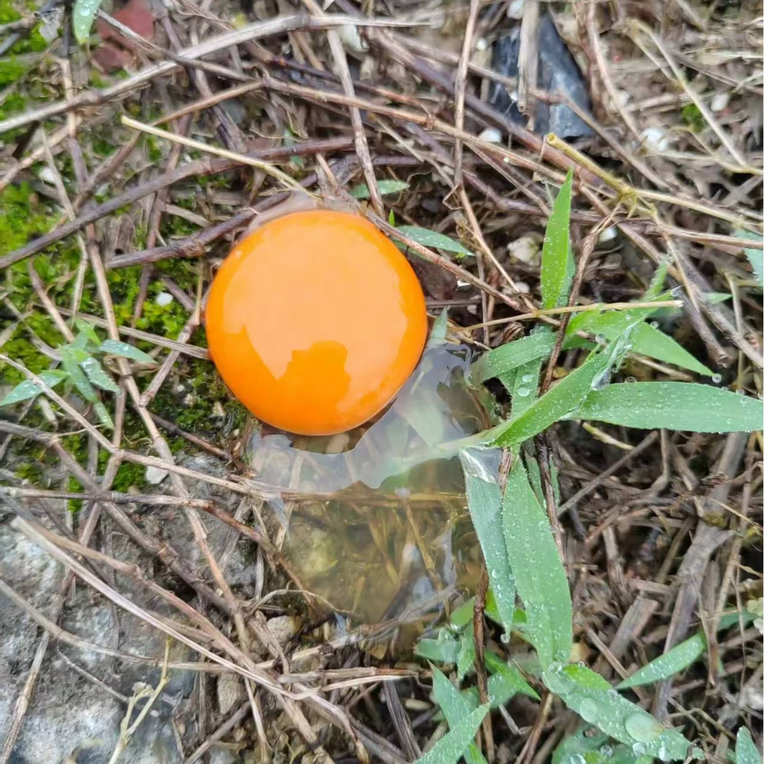 【笨笨哥】散养鸡鲜鸡蛋 新鲜现捡现发 营养健康