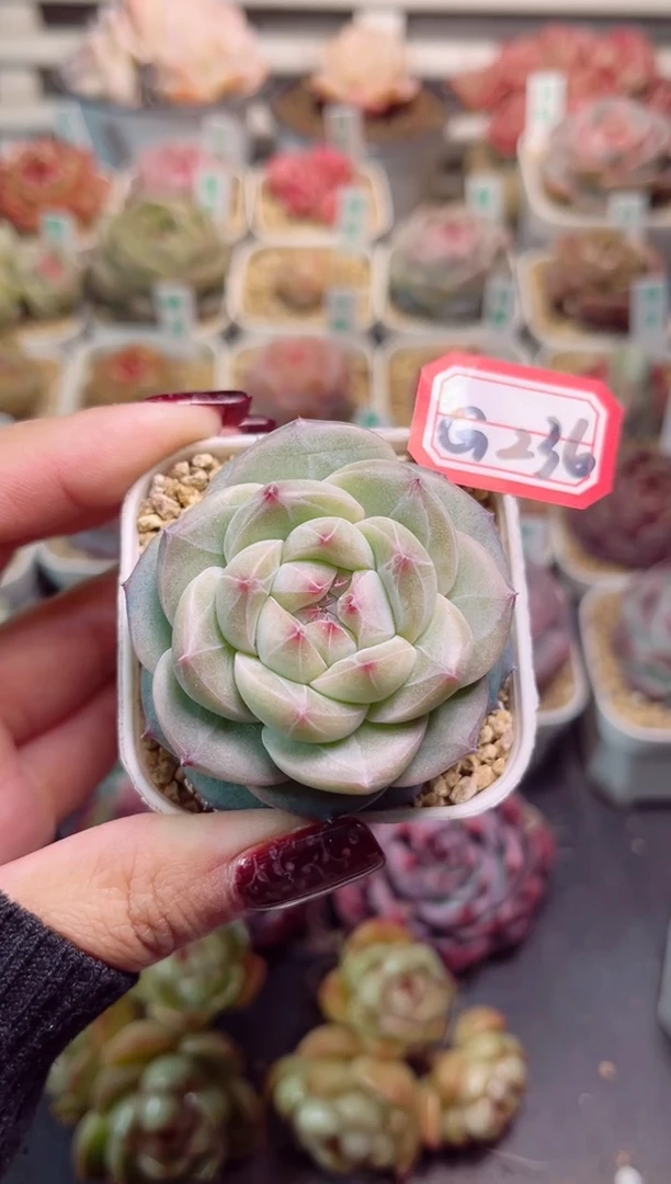 【闪购商品】G236宫灯一物一拍