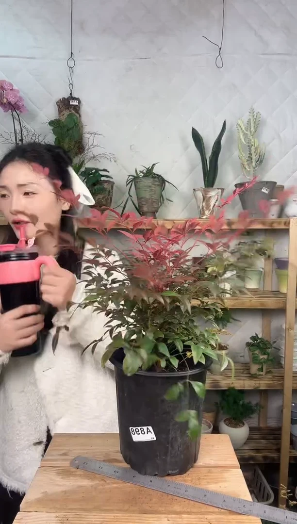 无花朵898火焰南天竺育苗盆