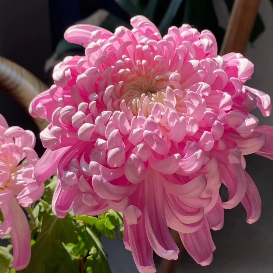 独头菊【国华兼六香】大花型菊花