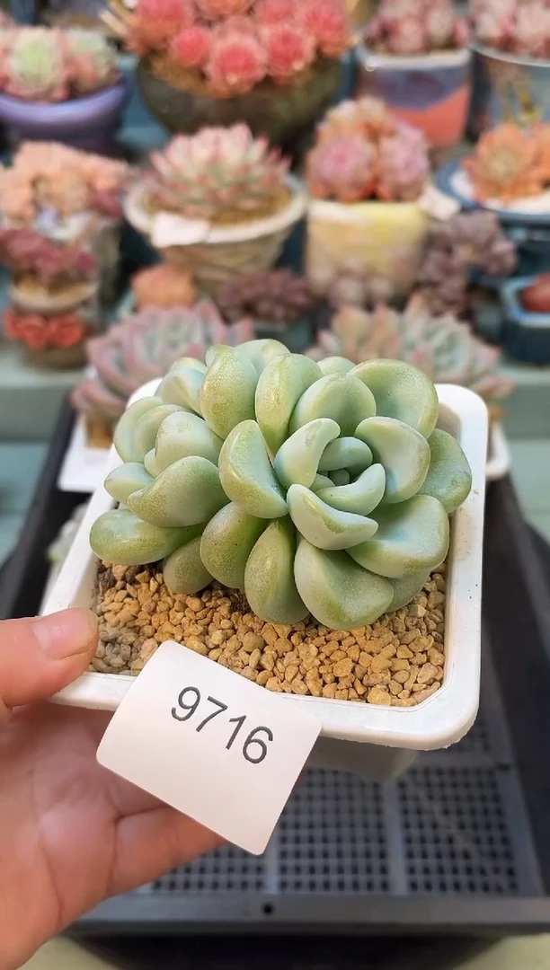 9716双头玉麒麟多肉