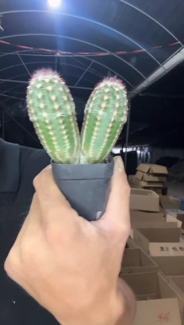 实生双头青花虾22.99
