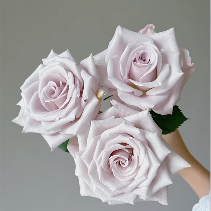 次日达-【曼塔玫瑰】10枝单头曼塔玫瑰鲜花任意满两单顺丰包邮三单送花瓶今天拍明天到次日达