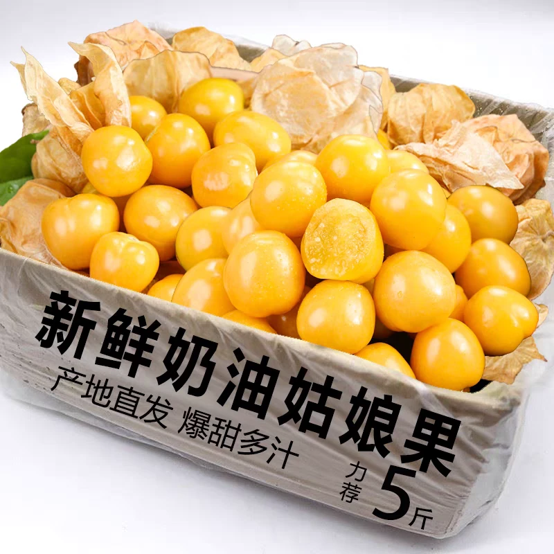 （顺丰包邮）云南版纳姑娘果新鲜薄皮菇娘果黄灯笼果果园现摘鲜果