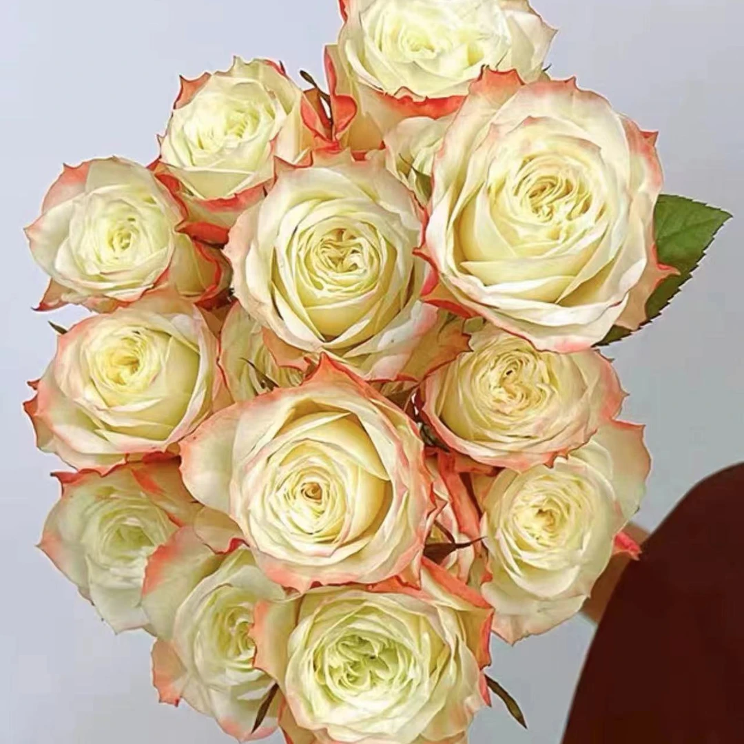 根接 混苗不知名新品月季灌木