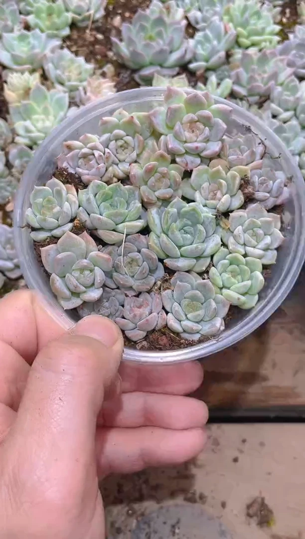 271秘境冰魄      量拍