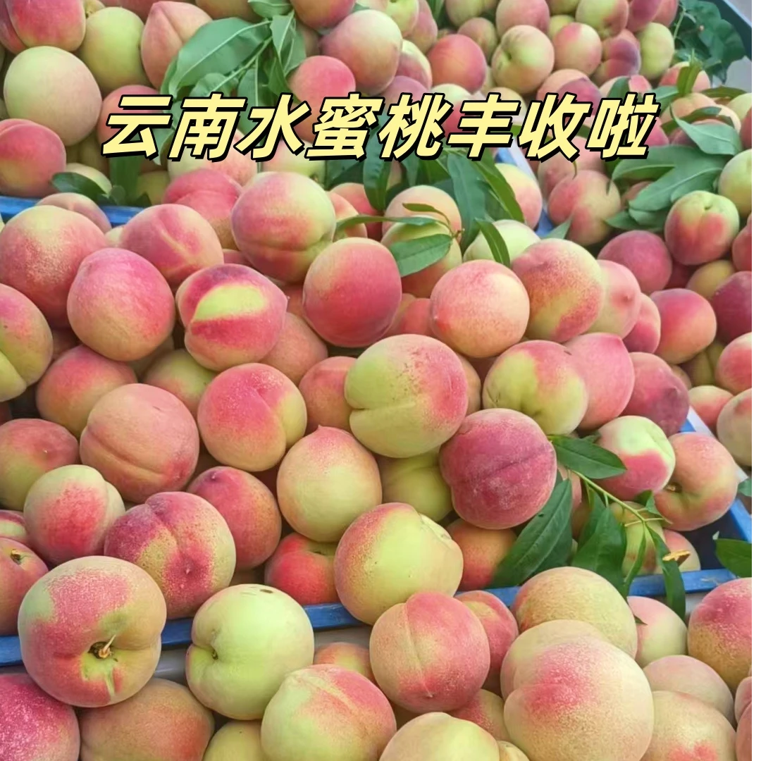 新鲜上市云南高山水蜜桃新鲜现摘水蜜桃口口爆汁当季脆甜孕妇水果