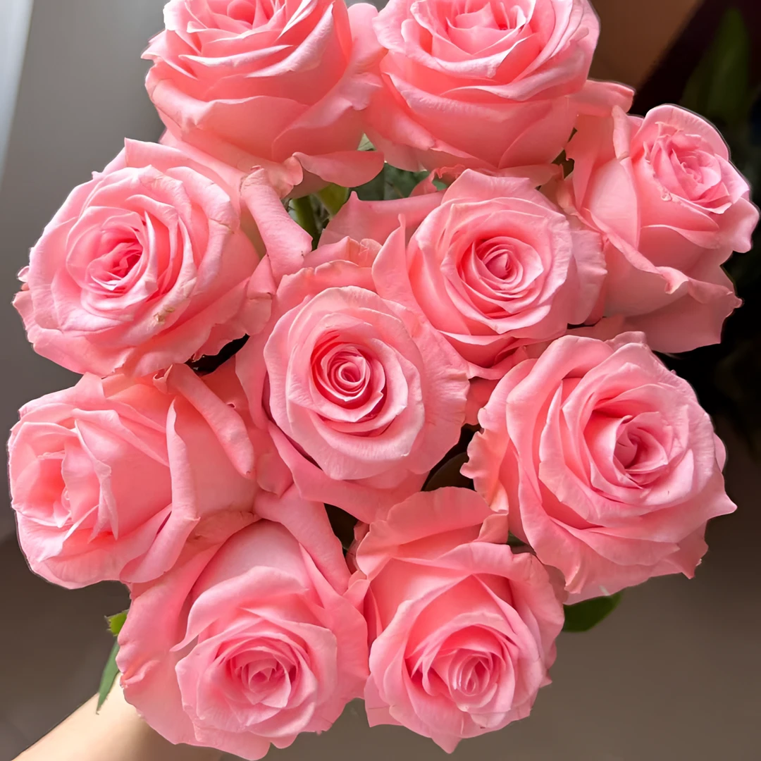 戴安娜单头玫瑰  任意2单以上发货包邮