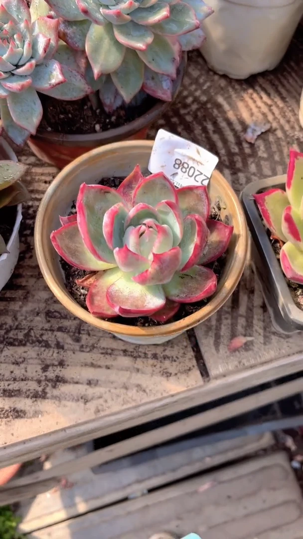 ?**?跃跃精品多肉22088