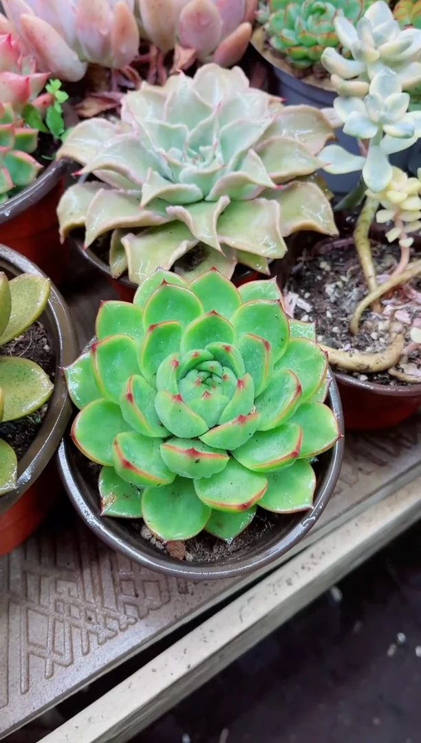 真*06001多肉植物一物一拍