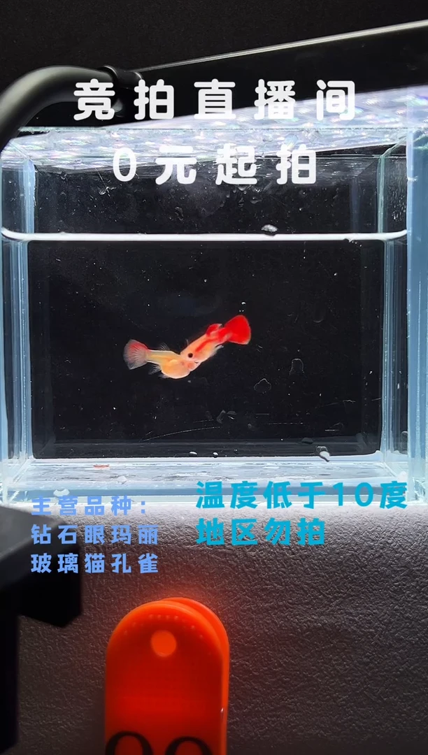 孔雀鱼玻璃猫短球一对编号99