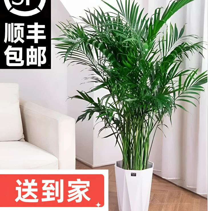 顺丰包邮1.5-1.8米散尾葵大型盆栽富贵椰子植物室内四季常青驱蚊