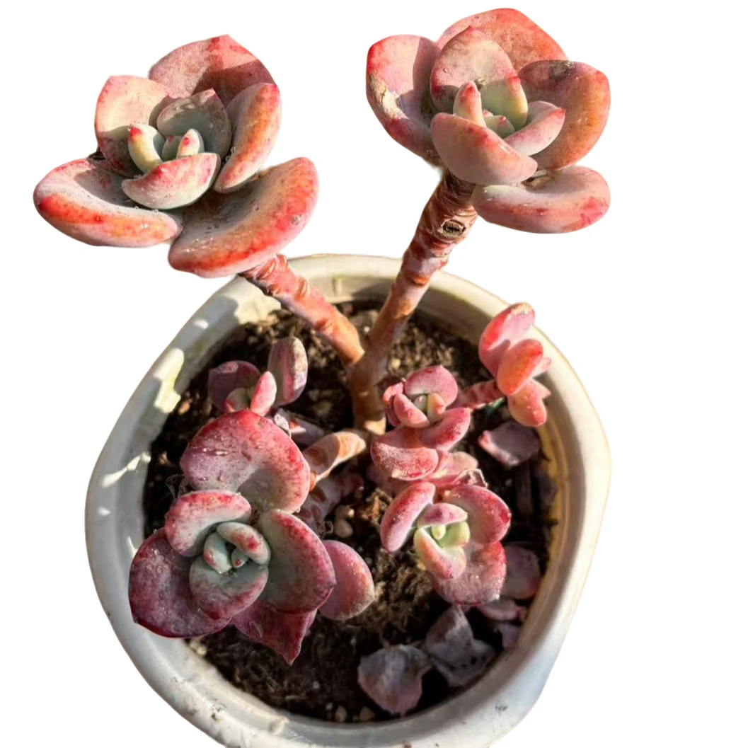 【白月光】 精品丸叶老桩多肉植物 办公桌阳台院子养护 脱土裸根发