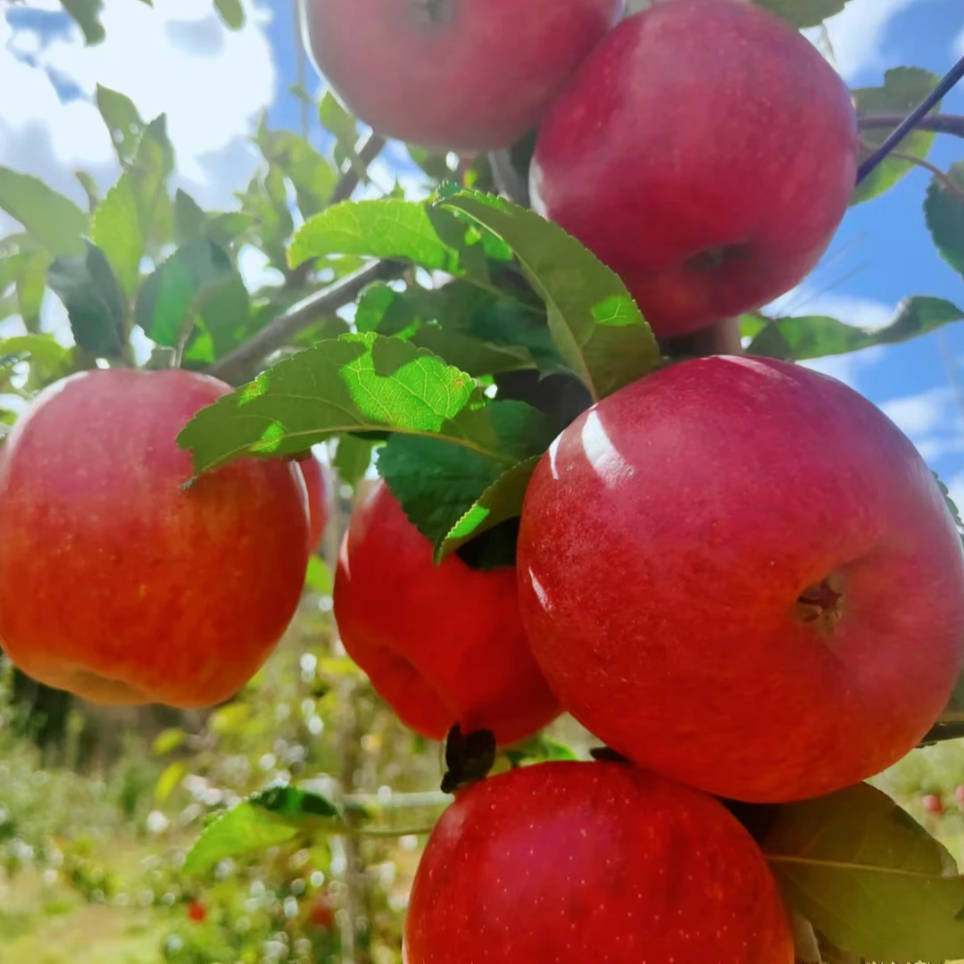 爱妃红苹果香甜多汁