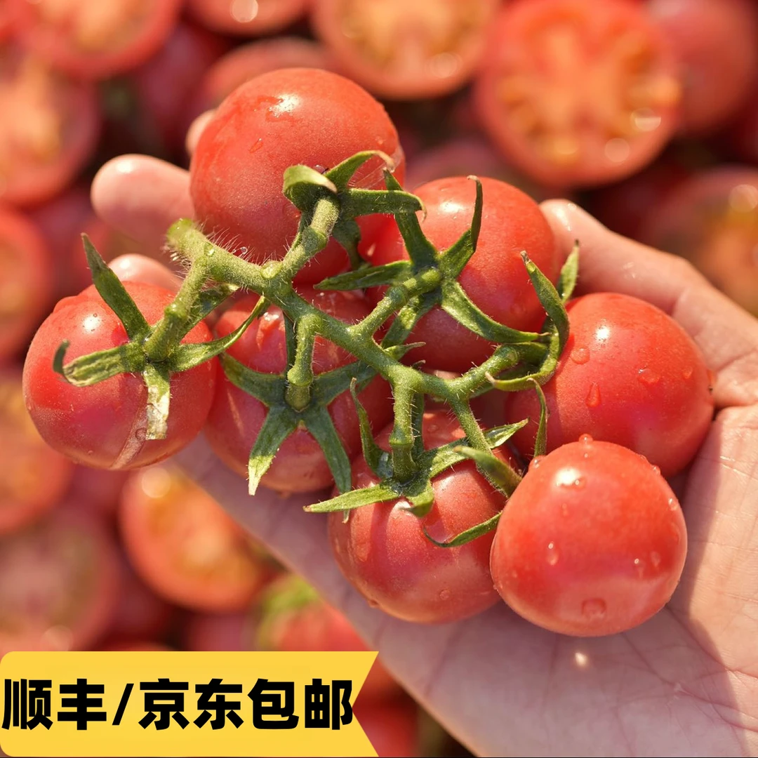 【田觅鲜】攀枝花露天粉贝贝小番茄 2斤起 每斤约12-18颗