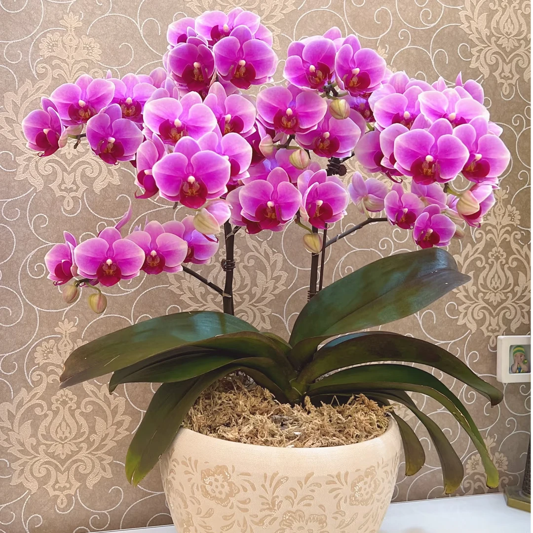 蝴蝶兰苗【绝代双骄】分枝多3.0寸杯单棵保底3花剑,2棵保底8花剑。