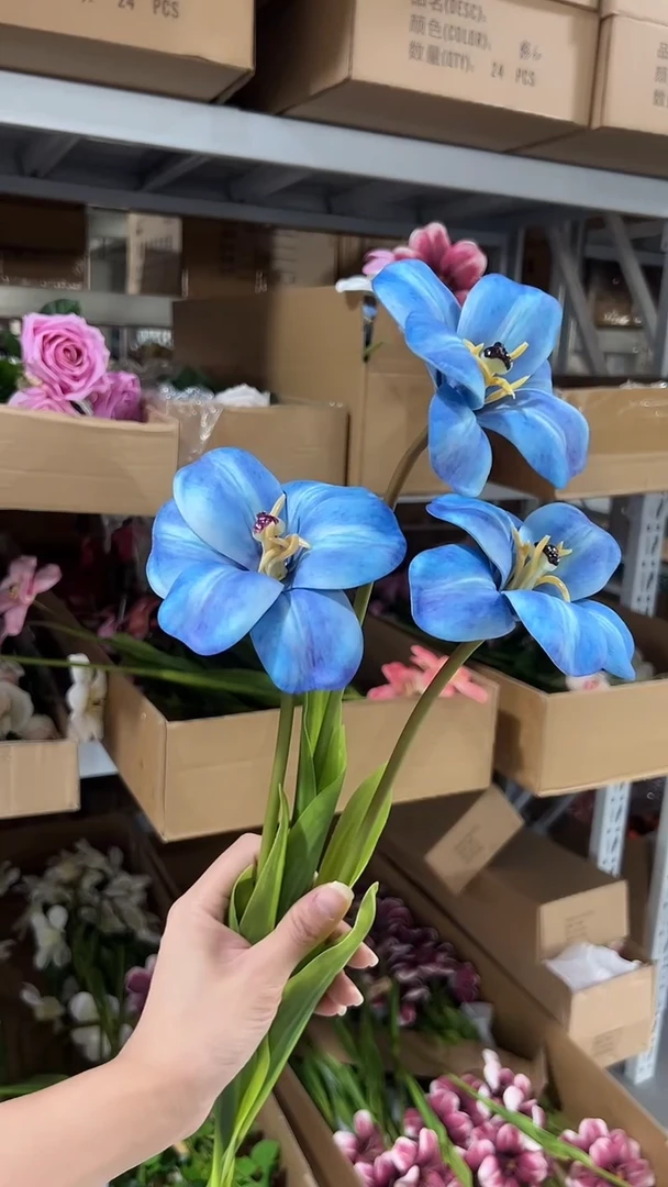 3枝蓝色布朗尼郁金香