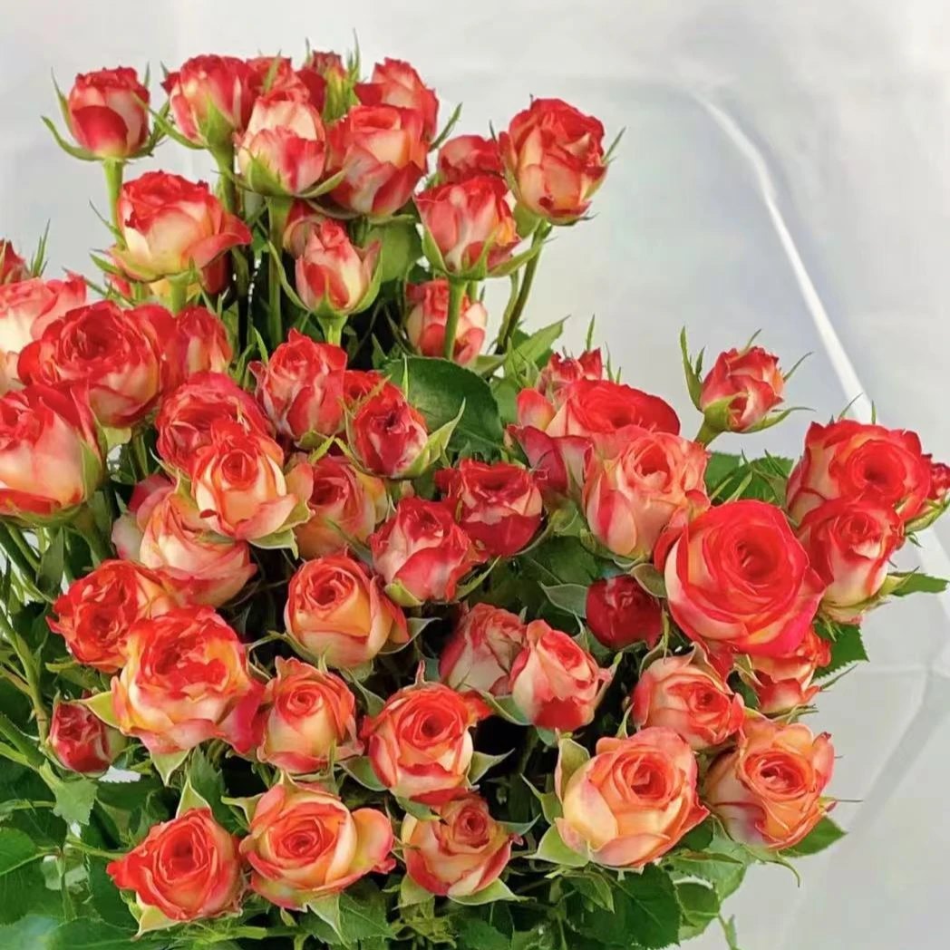 【爱丽丝多头泡泡】鲜切花（运损20%不售后）全场任意两单顺丰/德邦