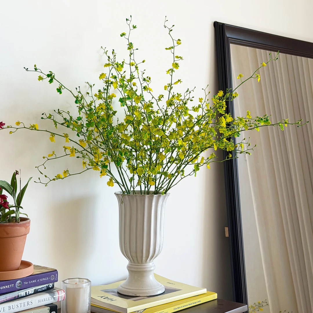 多芬名仕·新品【柠檬慕斯】跳舞兰鲜切花吸色款 基地直发