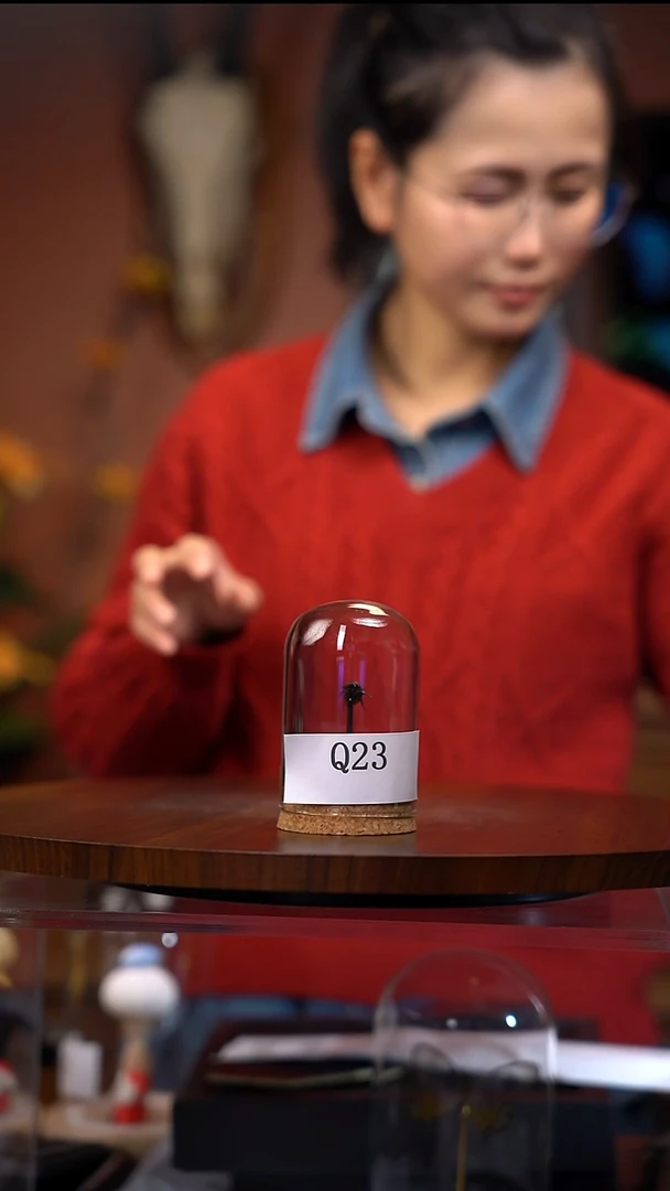 Q23    昆虫小玻璃罩