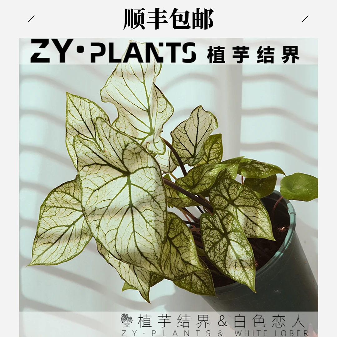 「植芋结界」白色恋人彩叶芋INS风客厅阳台大颗观叶稀有植物盆栽