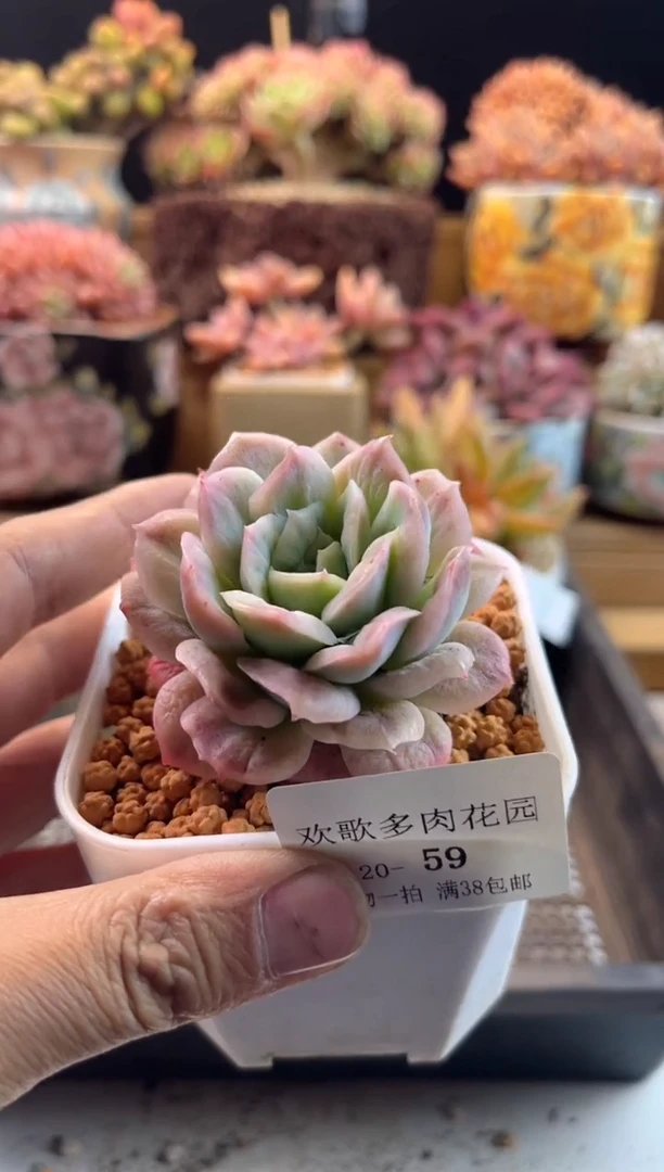 【闪购商品】2.20-59泡泡纱裙