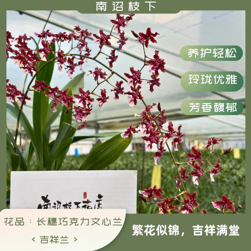 【南诏三级】长穗巧克力文心兰  爆花  简单好养  瀑布花  10.22