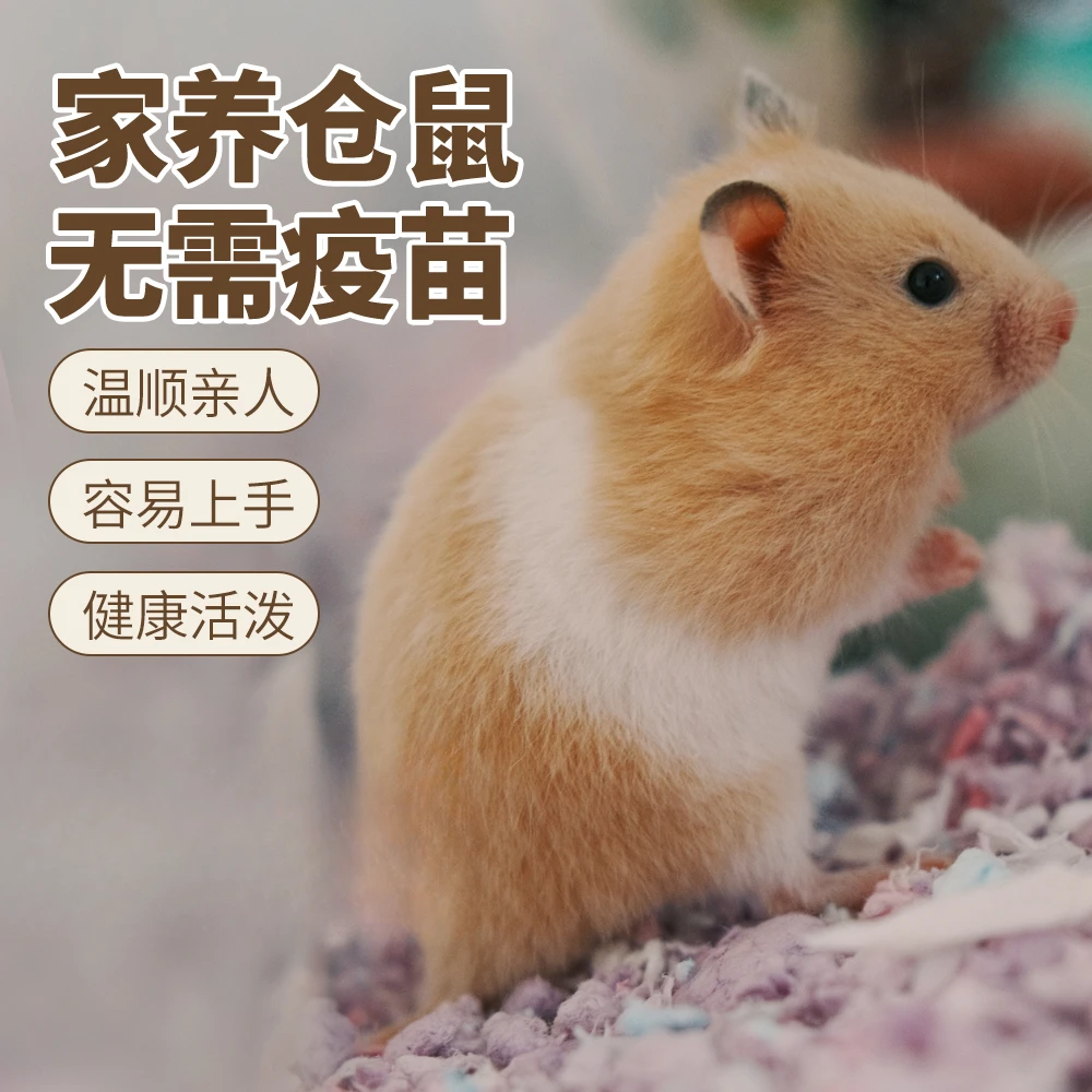 直播挑选【精选仓鼠】仓鼠家养精品活体宠物三线紫仓可爱波利金丝熊