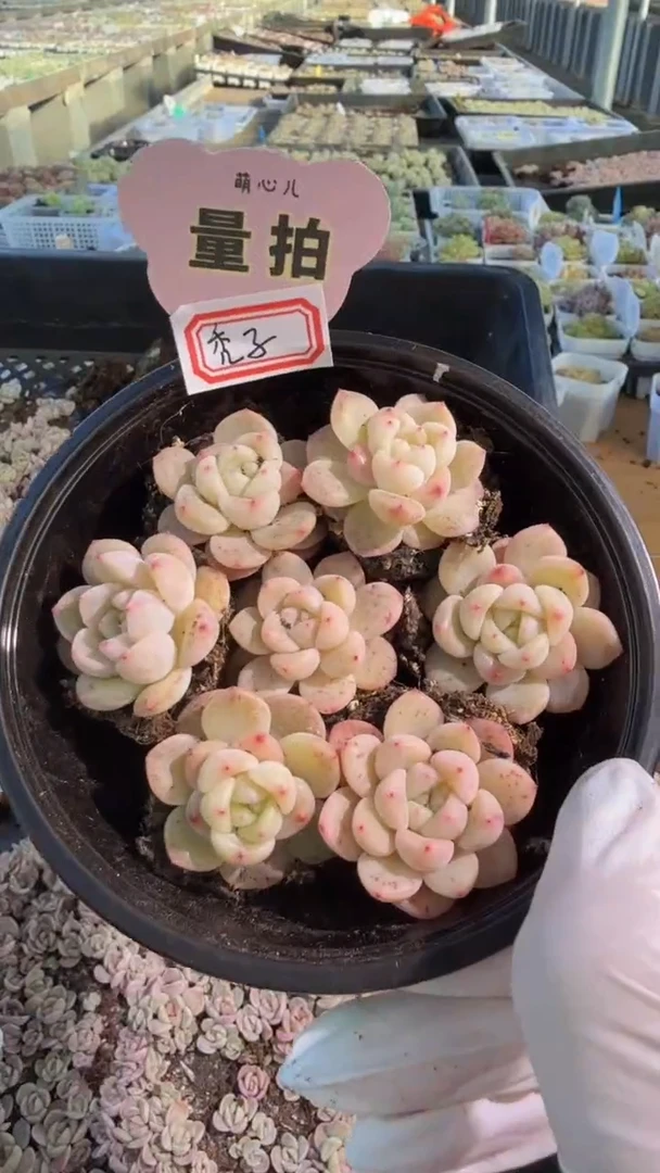 T秃 单双混 7颗量拍混发 满9.9包邮