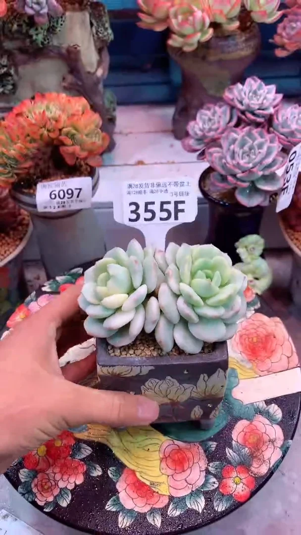 倩**房355F 模特区 香草锦