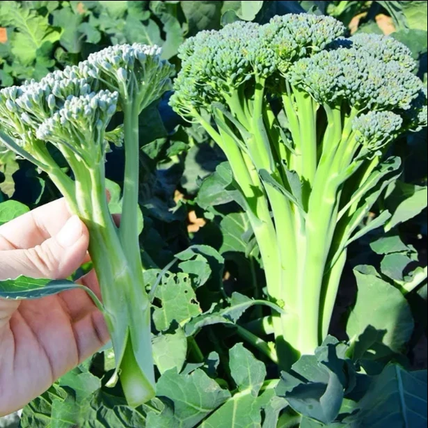 西兰苔种子四季可种适合阳台盆栽小院种植的蔬菜种子