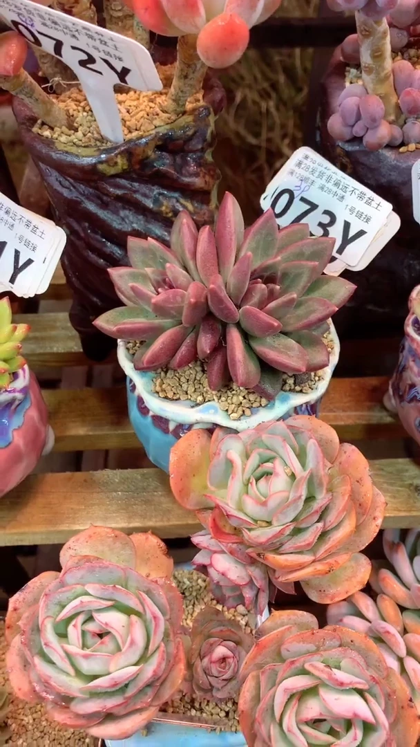 073Y（一物一拍实付满28发货，默认不带盆土）