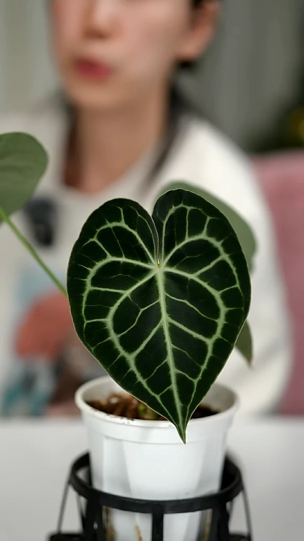 完全开放奇妙森林skg银红x克莱恩花烛