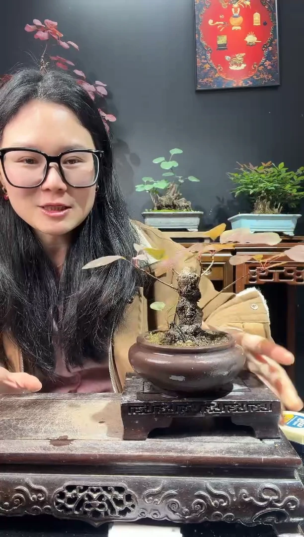 完全开放黄栌000