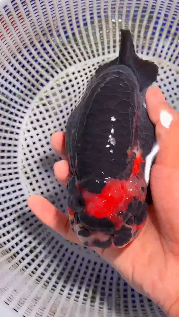 金鱼（运费到付，马印灯下展示）福州追鱼兰寿金鱼